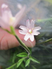 Epilobium strictum