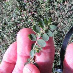 Euphorbia prostrata