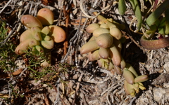 Thesium frisea frisea