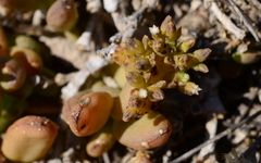 Thesium frisea frisea