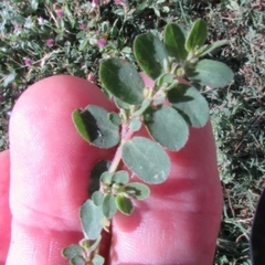 Euphorbia prostrata