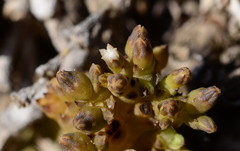 Thesium frisea frisea