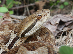Honduras Montane Pitviper photo 2