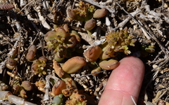 Thesium frisea frisea