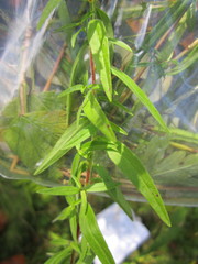 Epilobium strictum