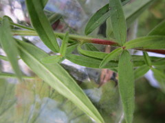 Epilobium strictum