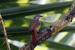 Cichladusa arquata