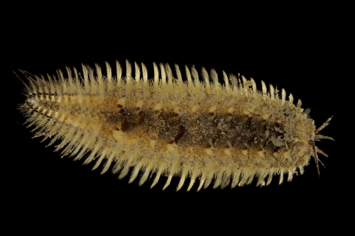 Representative image of Harmothoe clavigera