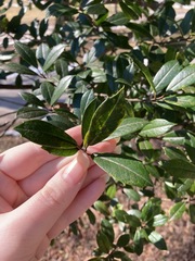 Ilex × attenuata