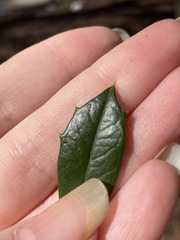 Ilex × attenuata
