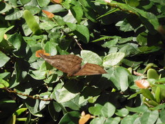 Euthalia aconthea gurda