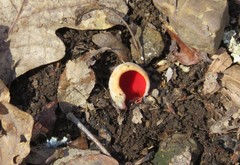 Sarcoscypha dudleyi