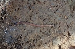 Lumbricus terrestris