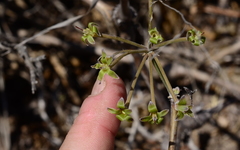 Pelargonium gibbosum
