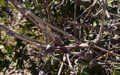 Pelargonium gibbosum