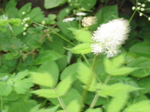 Baneberry (Actaea spicata)