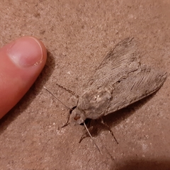 Agrius convolvuli