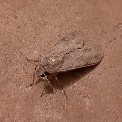 Agrius convolvuli