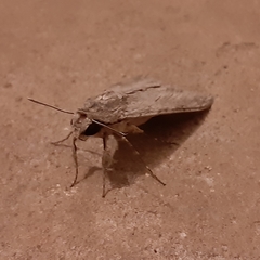 Agrius convolvuli