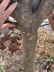 Hamamelis × intermedia