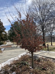 Hamamelis × intermedia