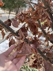 Hamamelis × intermedia