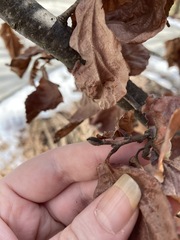 Hamamelis × intermedia