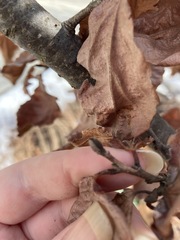 Hamamelis × intermedia