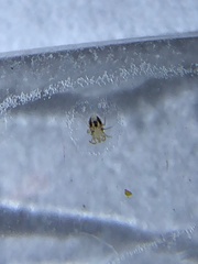 Ornithonyssus sylviarum