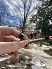 Hamamelis × intermedia