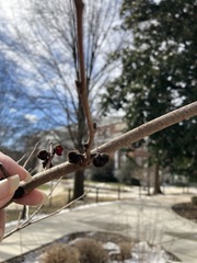 Hamamelis × intermedia