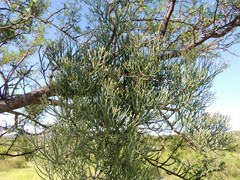 Psittacanthus sonorae