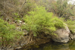 Cephalanthus salicifolius