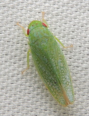 Gyponana cana