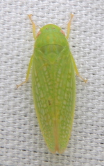 Gyponana offula