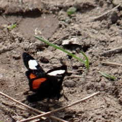 Psychomorpha epimenis