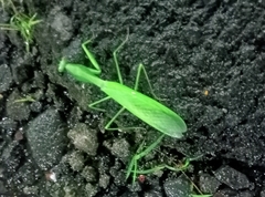 Rhombodera extensicollis