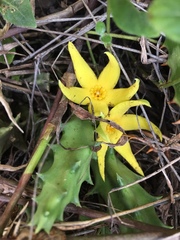 Orbea lutea lutea