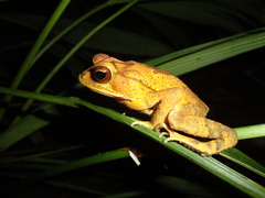 Incilius leucomyos