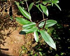 Quadrella odoratissima