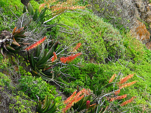 Gasteria acinacifolia