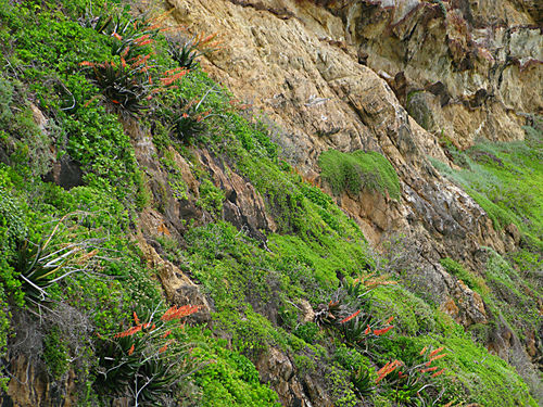 Gasteria acinacifolia