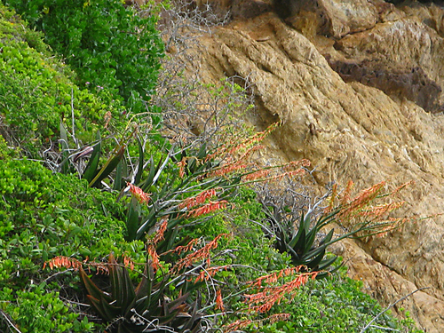 Gasteria acinacifolia