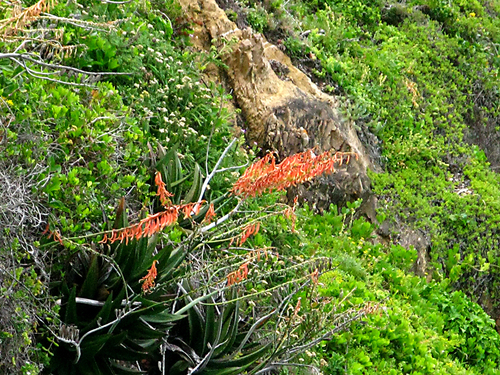 Gasteria acinacifolia