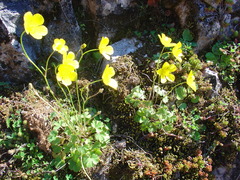 Ranunculus ollissiponensis