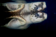 Caretta caretta