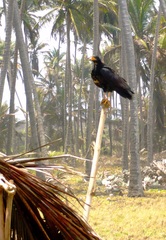 Buteogallus anthracinus