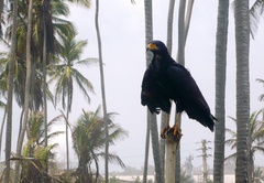 Buteogallus anthracinus