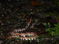 Deinagkistrodon acutus