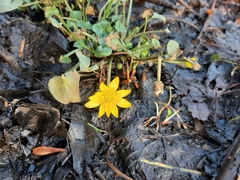 Ficaria verna